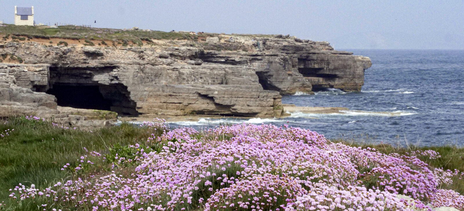 Sea pinks flowering on the Portland cliffs above the water